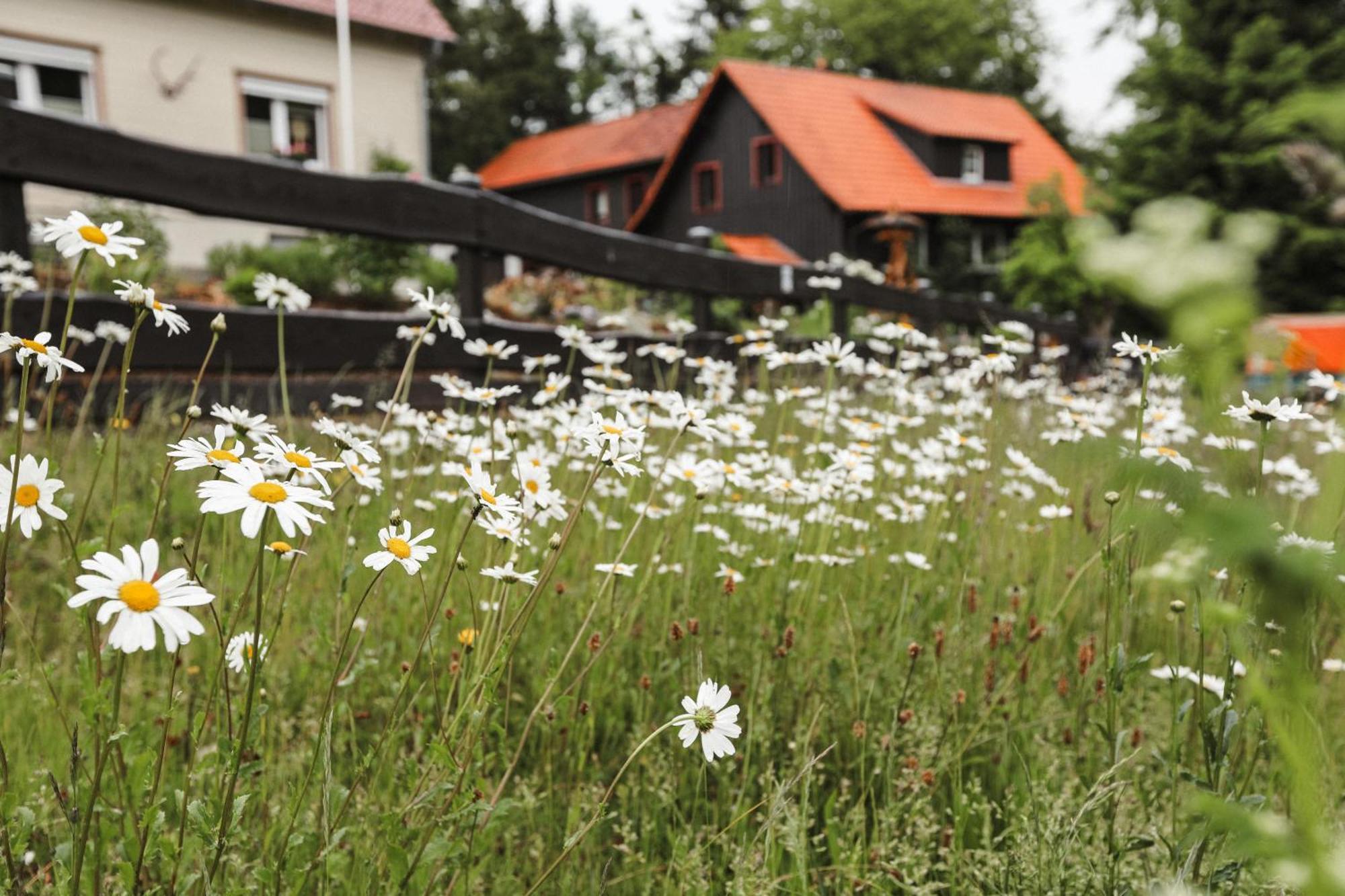 Terrassenhaus Im Harz, Pool, Sauna, Wlan Браунлаге Экстерьер фото